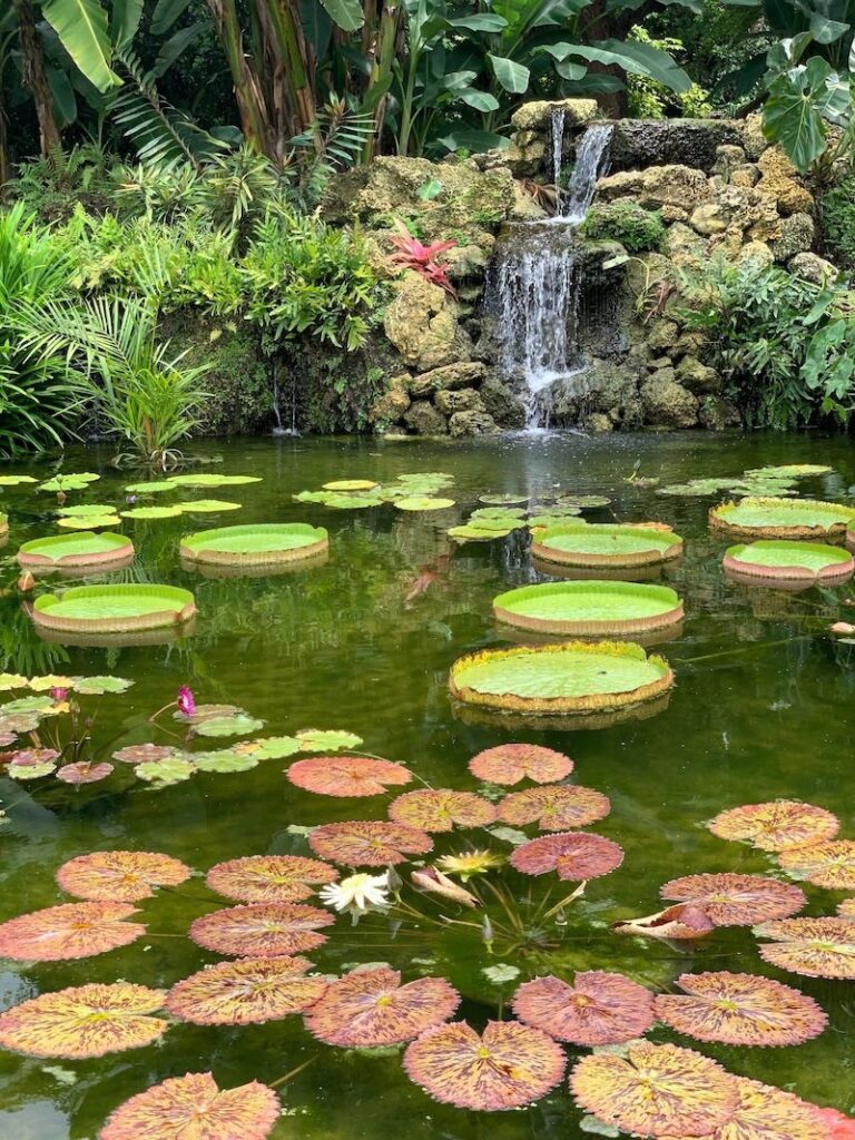 Fairchild Garden es uno de los Jardines botánicos en Miami.