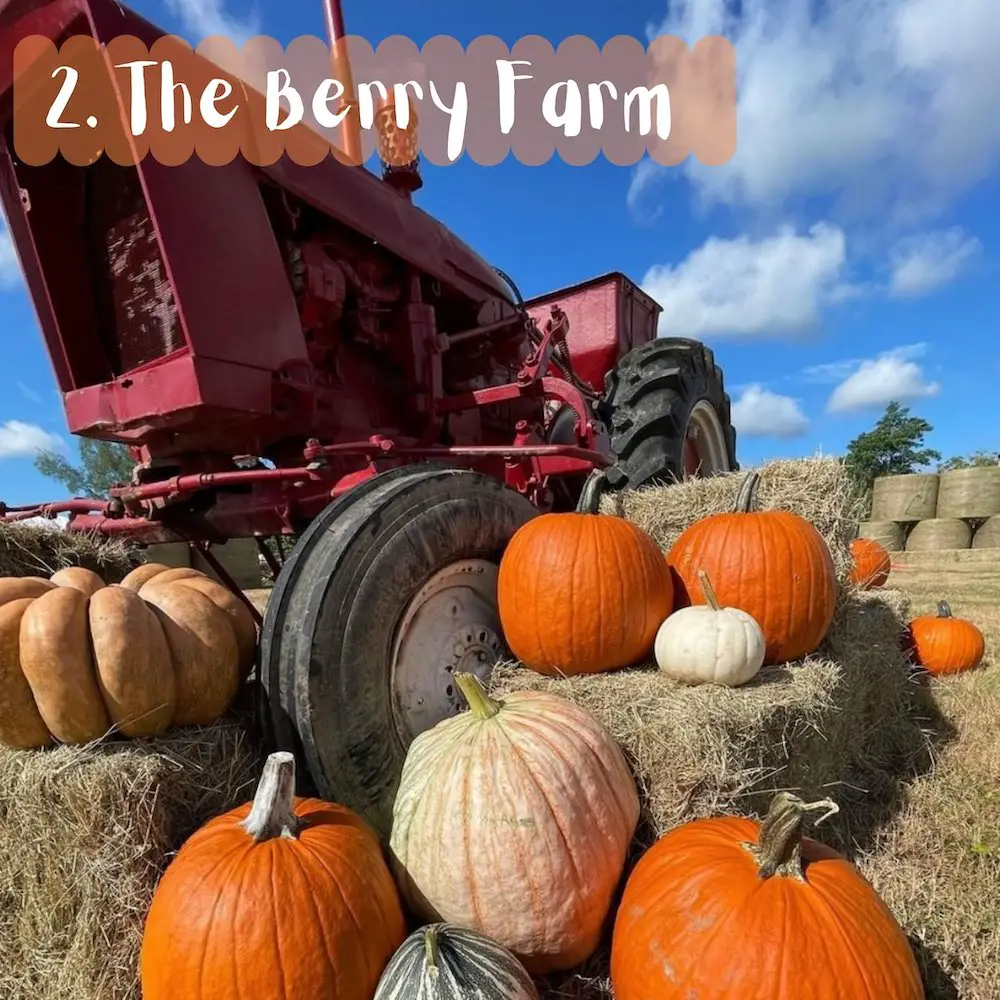 Otra de las granjas muy populares para hacer Pumpkin Patch en Miami es The Berry Farm.